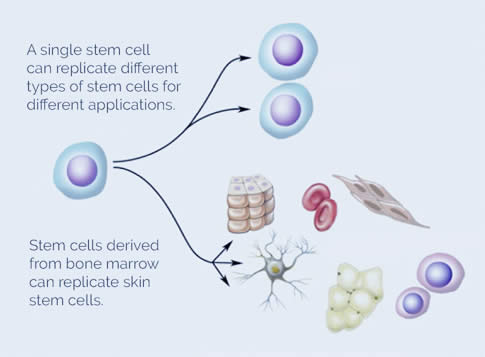 Understanding stem cells